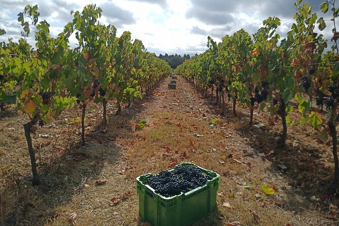 bairrada-winery-route-half-day-from-coimbra