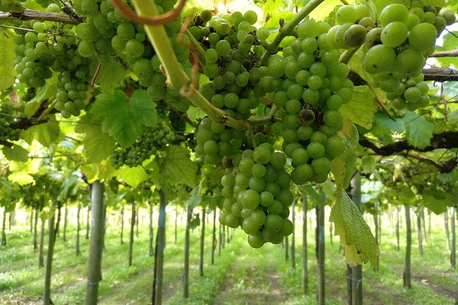 basque-cheese-and-txakoli-wine-private-gastronomic-adventure