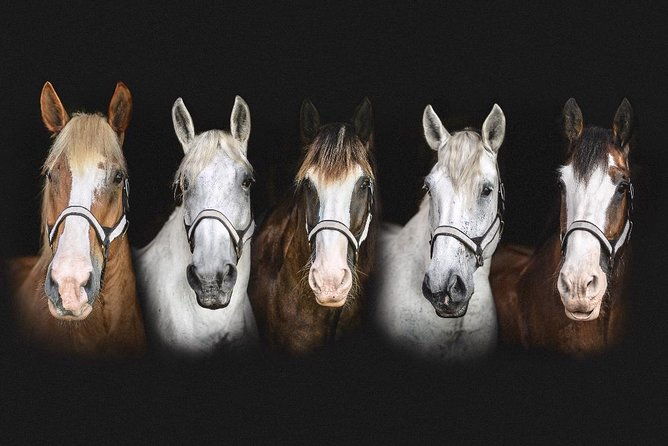 beauforts-1-horse-carriage-history-tour