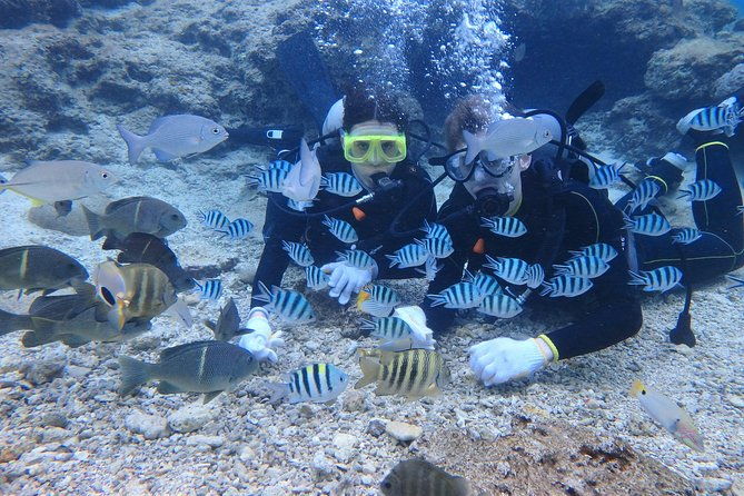 blue-cave-area-experience-divingfree-feeding-photo-imagesenglish-and-chinese-speaking-guide-available1-group-with-a-dedicated-instructor