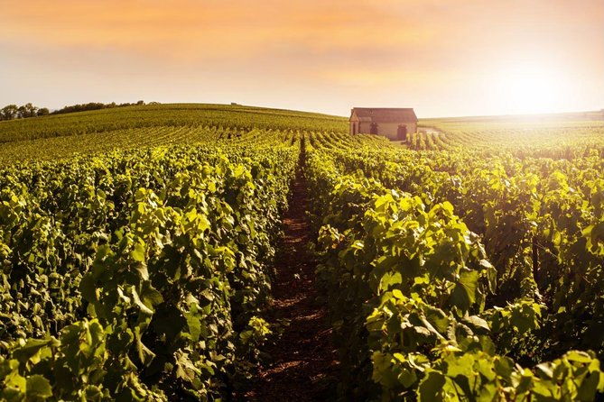 champagne-moet-and-chandon-private-tour-with-tastings-from-reims-or-epernay