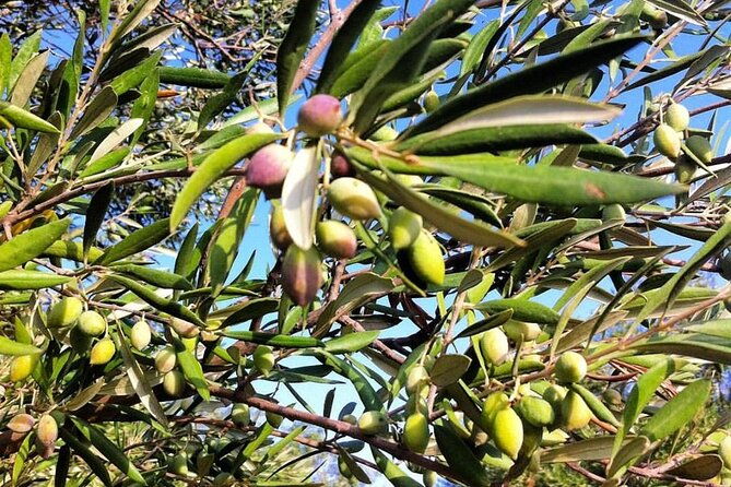 crete-olive-wine-raki-flavorful-culinary-journey