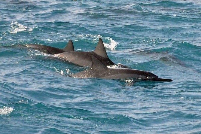deluxe-snorkel-dolphin-watch-aboard-a-luxury-catamaran-from-kailua-kona