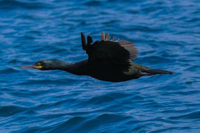 dingle-boat-tours-rib-adventure-private