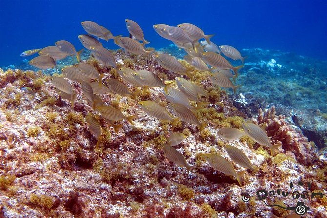 discover-scuba-diving-in-lanzarote-costa-teguise
