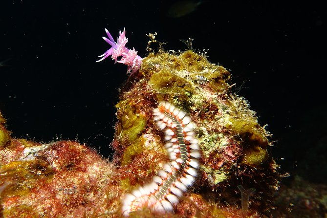 discover-the-underwater-world-of-lanzarote