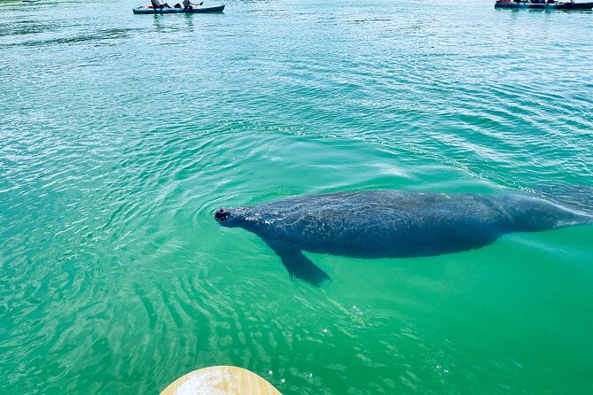 dolphin-and-manatee-adventure-tour-of-fort-myers