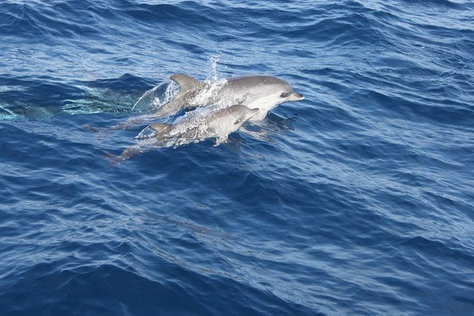 dolphin-mini-cruise-at-playa-del-carmen