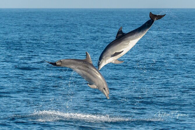 dolphin-watching-excursion-in-gibraltar