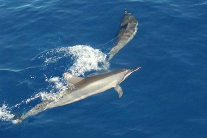 eco-and-dolphin-watch-tour-of-south-padre-island