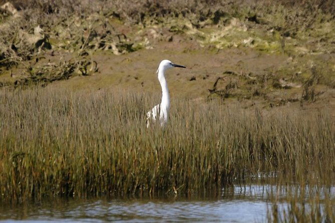 eco-boat-tour-in-the-ria-formosa-lagoon-from-faro