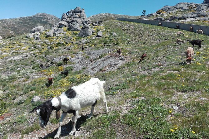 estrela-mountain-full-day-from-coimbra