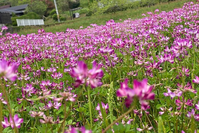 exclusive-luxury-day-tours-serene-nara