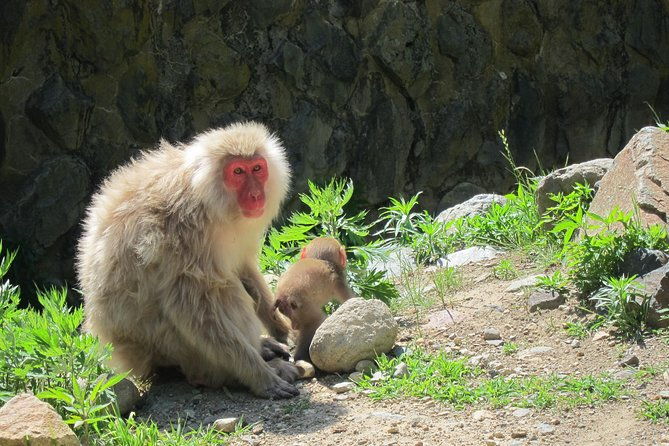 explore-jigokudani-snow-monkey-park-with-a-local-guide