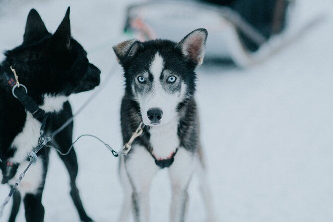 family-day-reindeer-husky-and-snowmobiling-in-levi