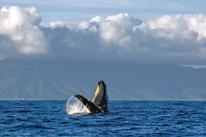 from-maalaea-whale-watching-tour-aboard-the-quicksilver