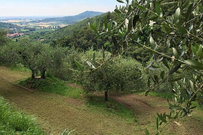 from-padua-olive-oil-wine-in-the-euganean-hills