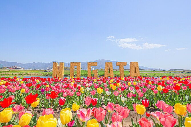 fukuoka-cherry-blossom-and-tulip-tour-with-boat-ride-yokabus