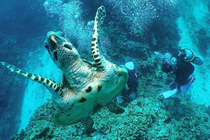 full-day-guided-boat-2diving-in-kerama-islands%ef%bc%88license-required%ef%bc%89