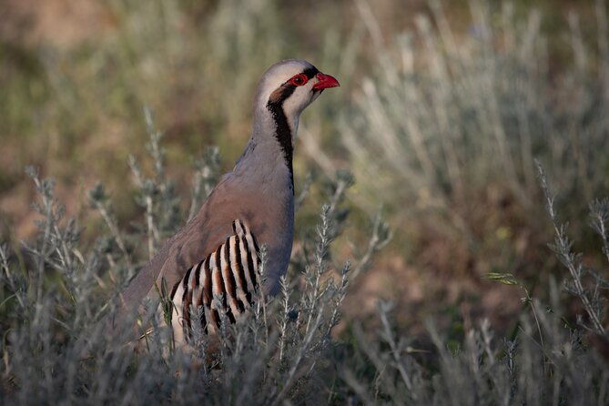 full-day-private-wilderness-tour-in-vashlovani-national-park