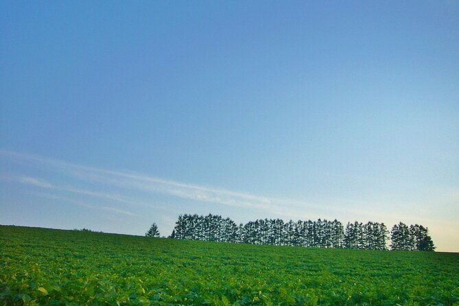 furano-biei-tour-sapporo-dep-english-speaking-driver-no-guide