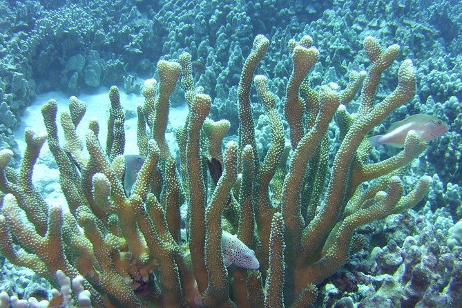 glass-bottom-boat-reef-tour