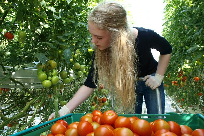 golden-circle-tales-tomato-farm-kerid-small-group-adventure