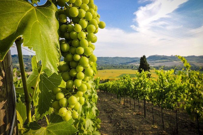 grand-tour-to-kakheti-for-wine-lovers-telavi-kvareli-sighnaghi