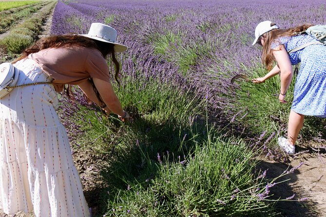 guided-tour-of-lavender-distillery-between-provence-camargue