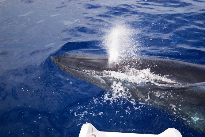 half-day-catamaran-trip-from-funchal