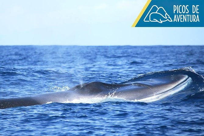 half-day-whale-and-dolphin-watching-tour-in-ponta-delgada