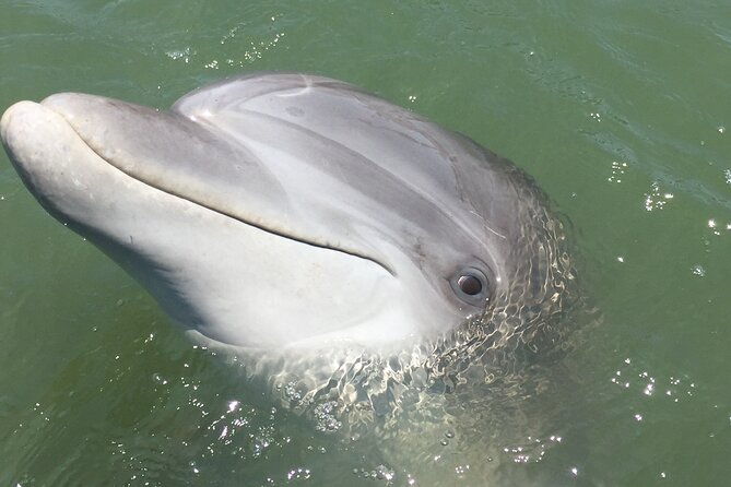 hilton-head-island-dolphin-boat-cruise