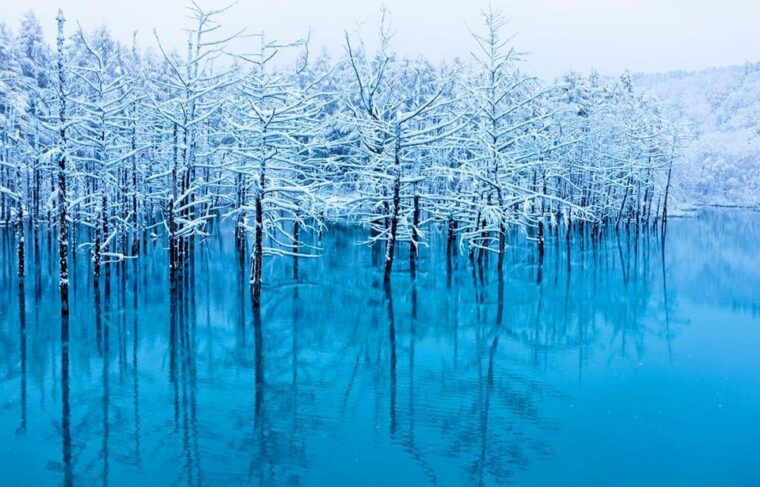 hokkaido-1-day-trip-asahiyama-zoo-biei-and-ningle-terrace