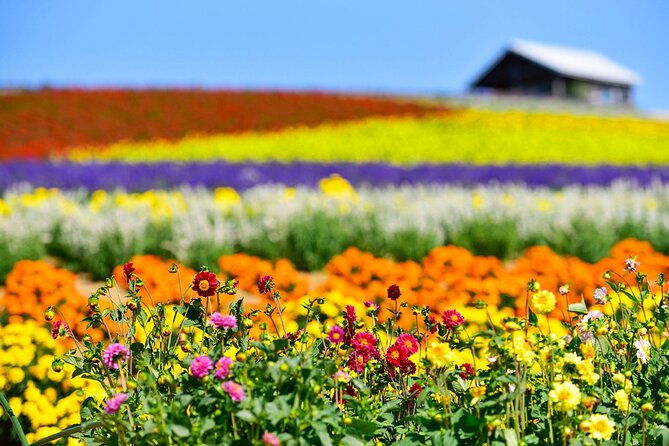 hokkaido-asahiyama-zoo-furano-and-ningle-terrace-full-day-tour