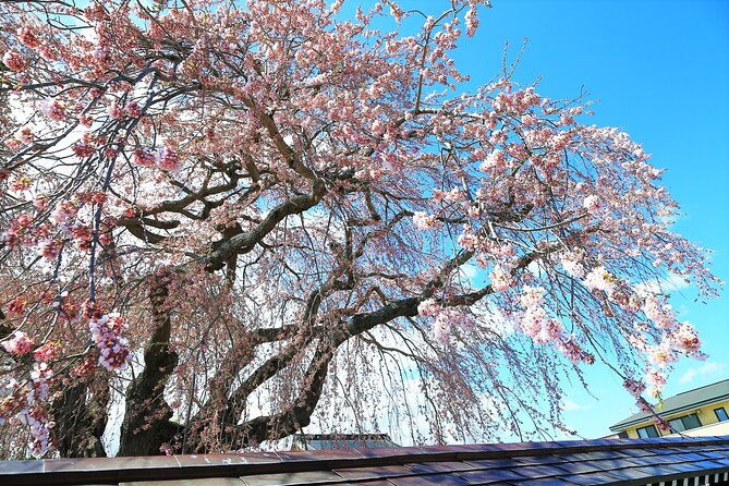 hokkaido-hakodate-cherry-blossom-2d1n-bus-tour-from-sapporo