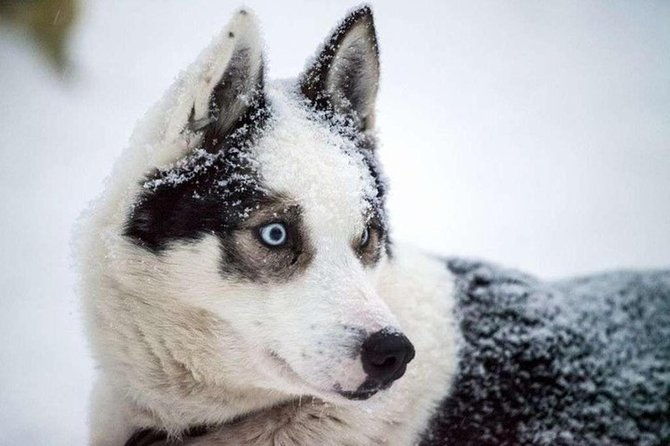 husky-safari-from-levi-2-km-or-5-km-with-husky-sledge-ride
