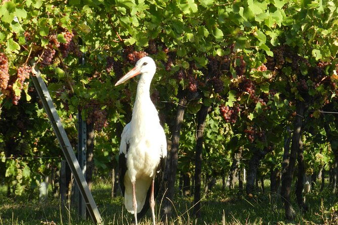 iconics-tour-1-2-day-on-the-wine-route-visit-of-2-villages-tasting