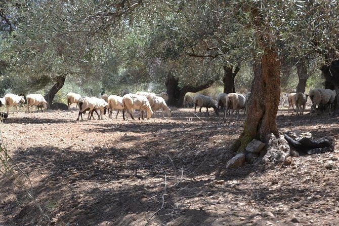 jeep-safari-4x4-crete-real-off-road-mountain-tracks-with-lunch-from-hersonissos