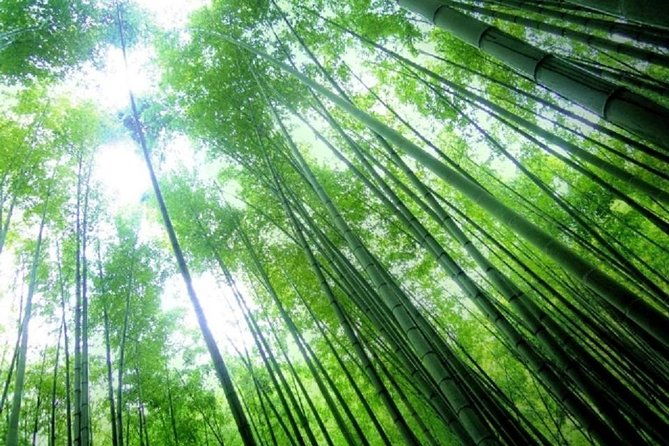 kamakura-bamboo-forest-and-great-buddha-private-tour