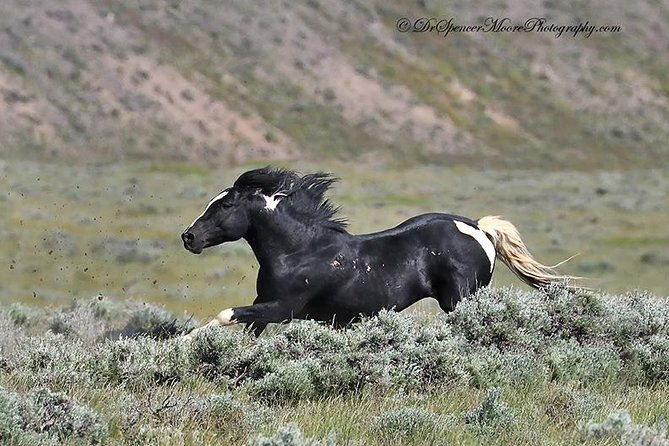 kicking-red-canyon-wild-mustang-bus-tour-deals-5-pm-in-cody