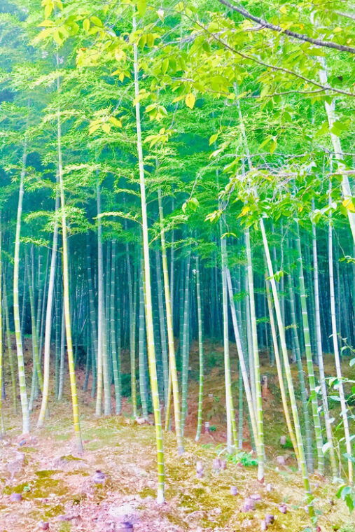 kyoto-arashiyama-bamboo-grove-half-day-private-guided-tour