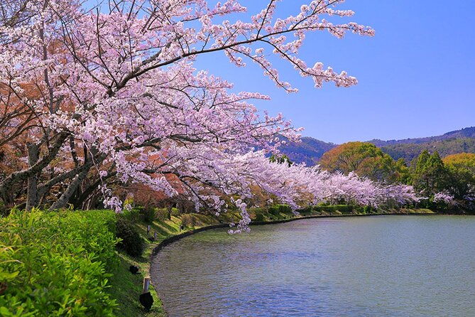 kyoto-sakura-hidden-gems-of-timeless-tradition