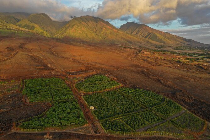 lahaina-maui-kuia-estate-guided-cacao-farm-tour-and-tasting
