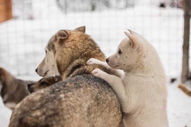 lapland-reindeer-and-husky-safari-from-rovaniemi