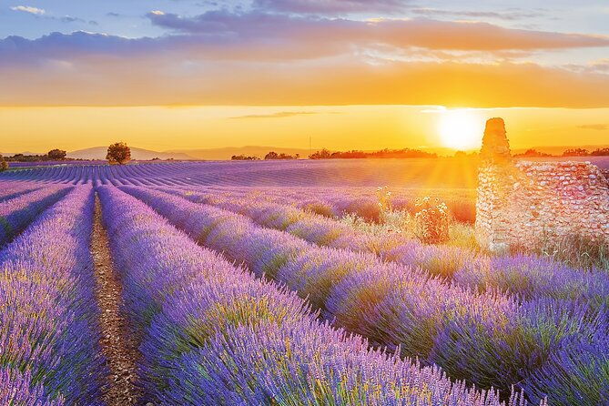 lavender-route-small-group-day-trip-from-avignon