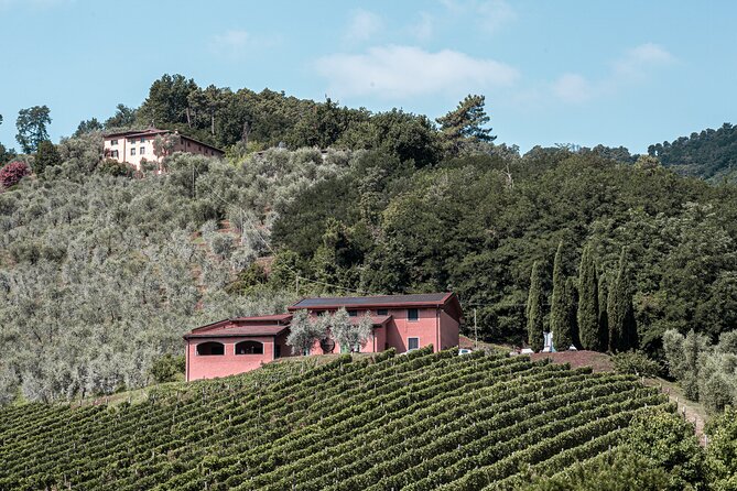 lucca-wine-tasting-experience-tenuta-adamo-winery