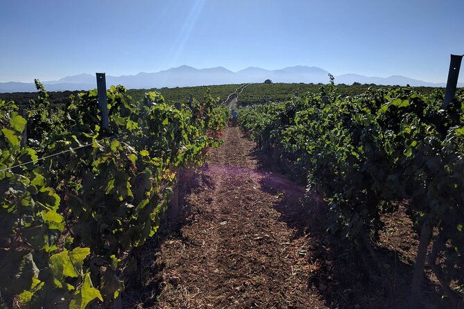 luxury-private-wine-tasting-in-crete-also-for-cruise-ships