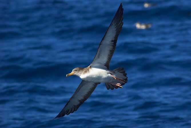 madeira-dolphin-whale-watching-tour