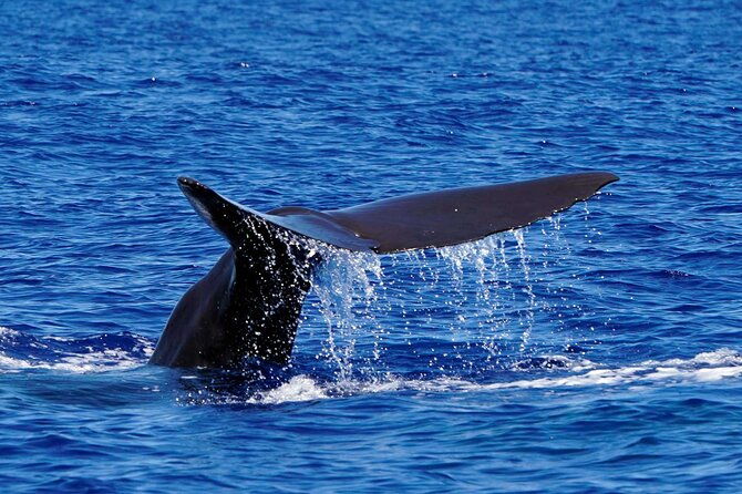 magic-dolphin-sea-safaris