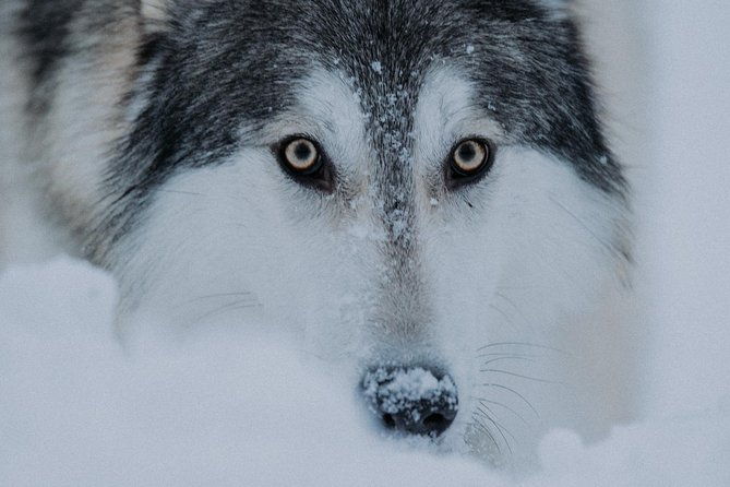 meet-taivas-the-arctic-wolves-private-tour